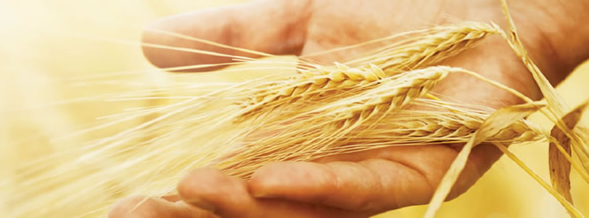 Preparados para servir